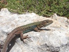 An Aegean wall lizard.